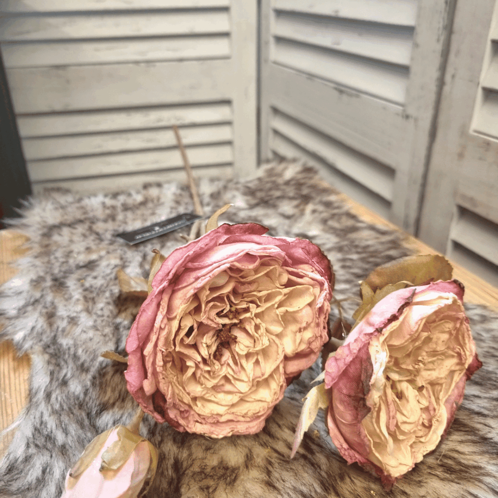 Vintage roos lichtroze Vintage roos lichtroze