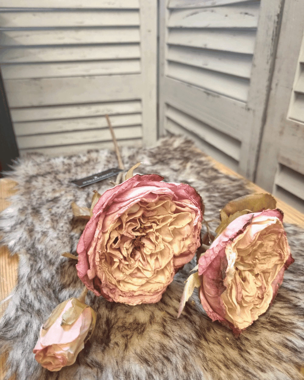 Vintage roos lichtroze Vintage roos lichtroze